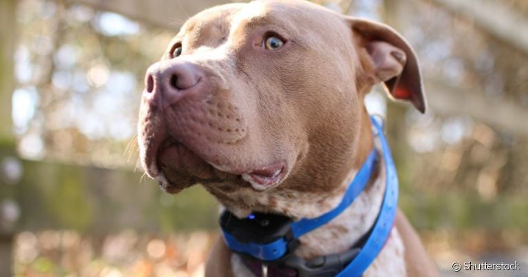  Coleira para cachorro grande como o Pitbull deve considerar o porte e força do cachorro, qual a melhor opção?
