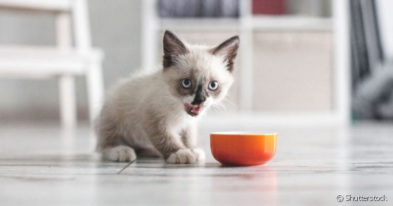  Quando gato não quer comer e é filhote, definir a quantidade de vezes para ele se alimentar pode ser uma solução