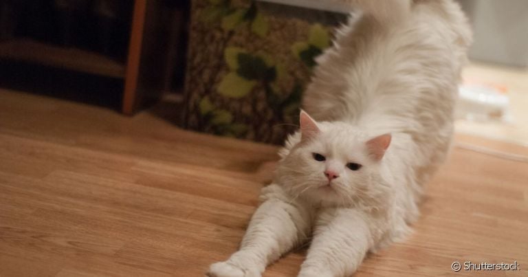 Quanto tempo dura o cio de gato e como lidar com ele nesse período 