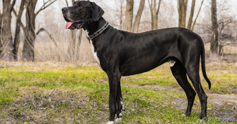 Cães como o Dogue Alemão são considerados gigantes por conta de seu tamanho enorme