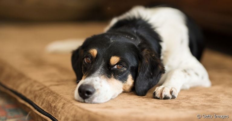 A peste de sangue em cachorro é uma doença infecciosa grave que precisa de tratamento rápido
