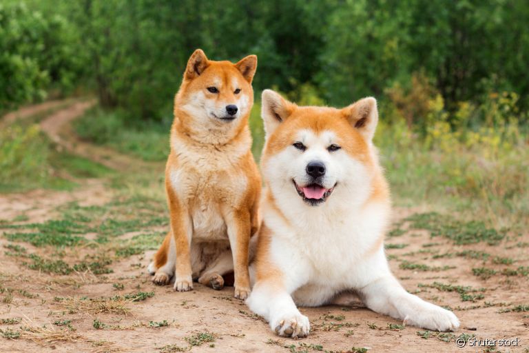Akita Inu e Shiba Inu: aprenda a diferenciar os dois cães japoneses