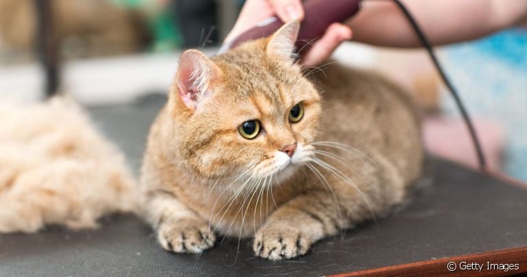  Quando deixar o gato tosado? Motivos para uma boa tosa felina. 
