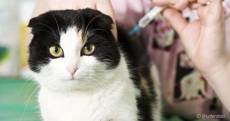  A vacina V5 para gatos auxilia no sucesso das primeiras vacinas 