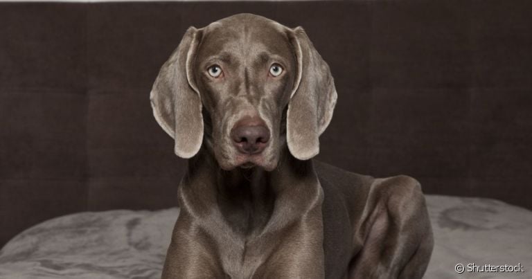 Weimaraner tem um comportamento dócil, leal e amoroso 