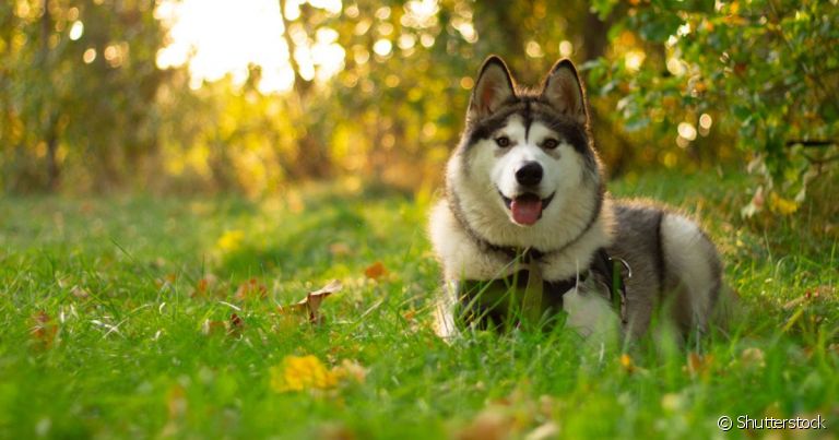 O Malamute do Alaska é descendente de lobos e se parece muito com o Husky