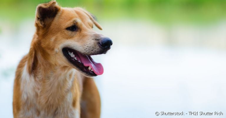 Para escolher um nome para cachorro caramelo, não faltam inspirações!