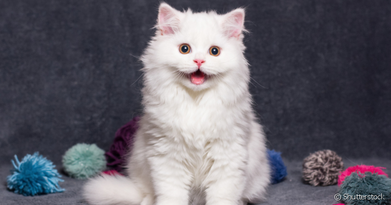 Nomes engraçados para gatos sempre fazem sucesso