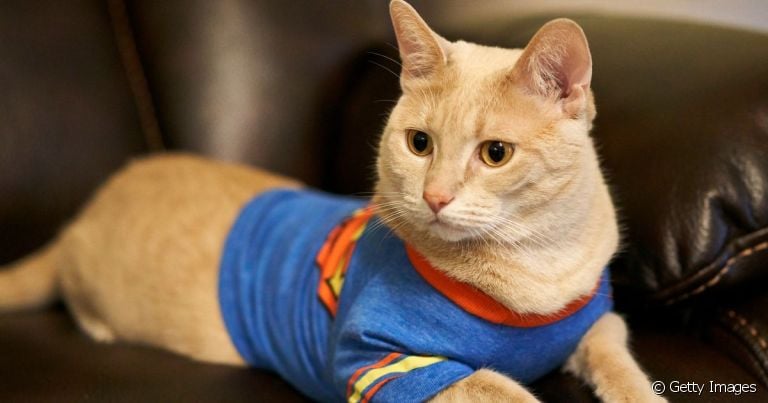  Todo gateiro tem uma missão: escolher o melhor nome para o gato!