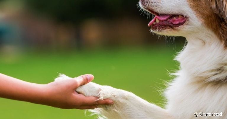  Como ensinar o cachorro a dar a pata é uma das maiores dúvidas dos donos de peludinhos. 