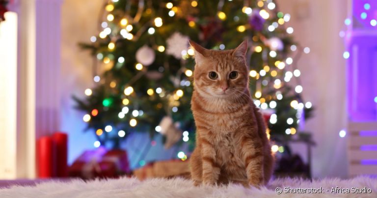 Descubra em 5 passos como montar uma árvore de Natal à prova de gatos.