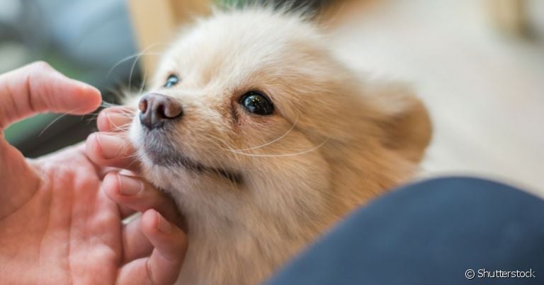  Cachorros tem capacidade para entender os humanos e suas emoções