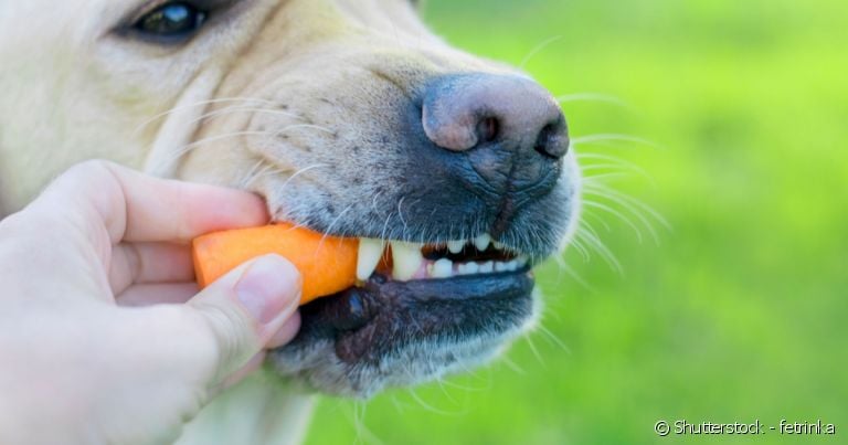 Como limpar os dentes do cachorro com frutas e legumes: confira opções de hortaliças permitidas.