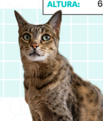 Ashera: conheça o gato mais caro do mundo (com infográfico)