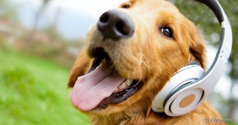 Barulho que cachorro gosta: a voz entusiasmada do tutor está no topo da lista