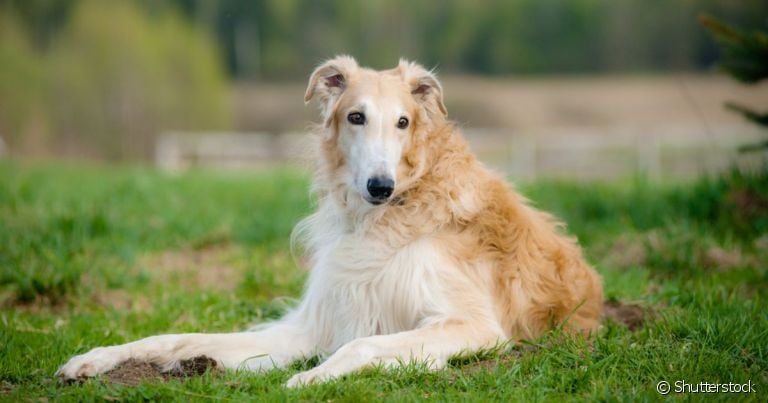 Curiosidade sobre o Borzoi: preço do cachorro não é tão caro quanto outras raças