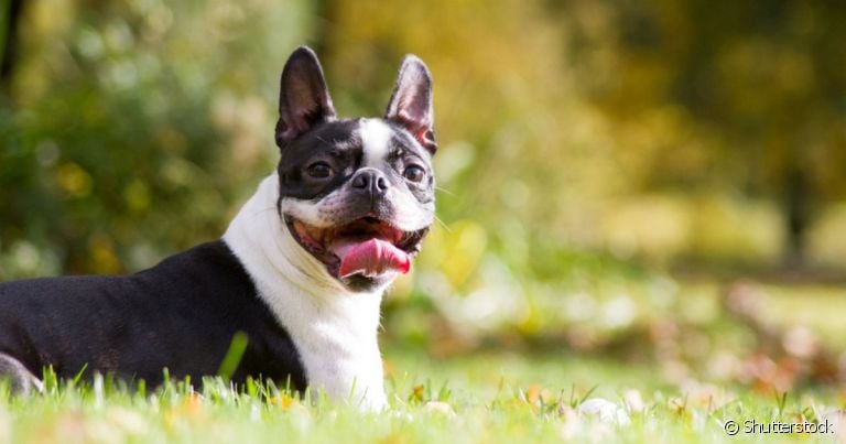 O Boston Terrier é um cachorro dócil, esperto e sociável