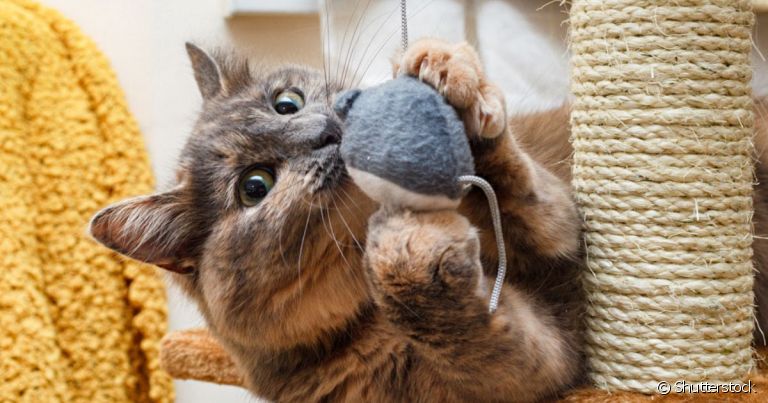  Brinquedo interativo para gatos estimula os instintos e traz benefícios para a saúde mental do felino 