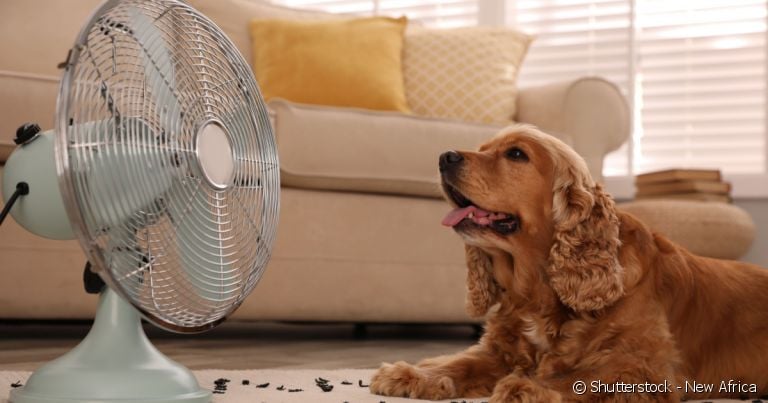 Como cuidar de cachorro no calor é - ou deveria ser - uma preocupação de todos os tutores.