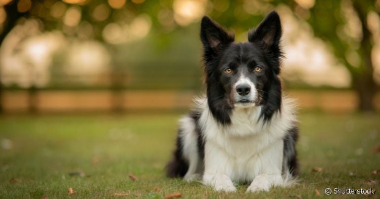 O corrimento em cachorro pode ter várias explicações