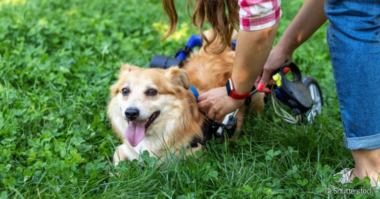 Um cachorro paraplégico, surdo ou cego precisa de cuidados especiais que garantem a ele mais qualidade de vida