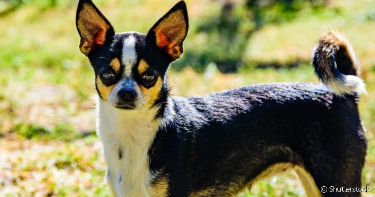 Raça de cachorro mal humorado, como o Chihuahua, se estressa com mais facilidade