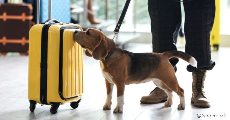 Um cachorro policial atua ao lado da polícia em missões de resgate, apreensão de drogas e patrulhas