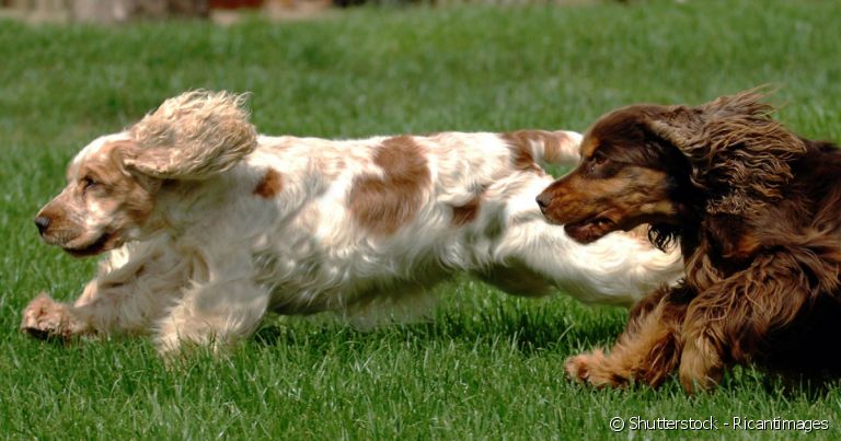 Descubra quais são as diferenças entre o Cocker Spaniel inglês e o Cocker Spaniel americano!