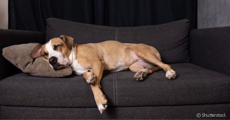  Cachorro tem pesadelo e se ele rosna dormindo, isso é sinal de sonho ruim 