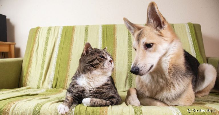  Afinal, cachorro e gato se odeiam? Entenda mais sobre essa rixa! 