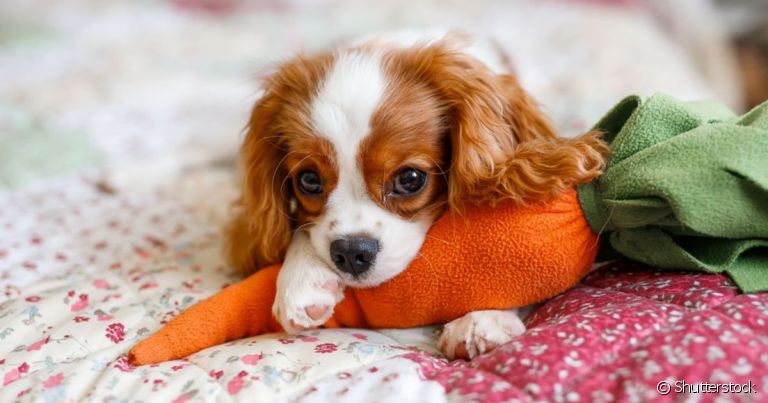 O Cavalier King Charles Spaniel é um cão que se adapta bem a apartamentos