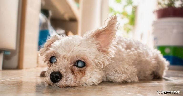 A cegueira repentina em cachorro e retina branca pode ser sinal de catarata 