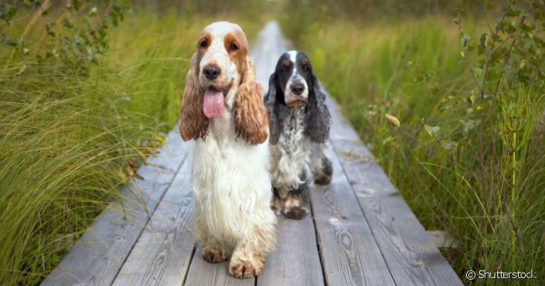 A personalidade do Cocker Spaniel é dócil, carinhosa e apegada com seus donos