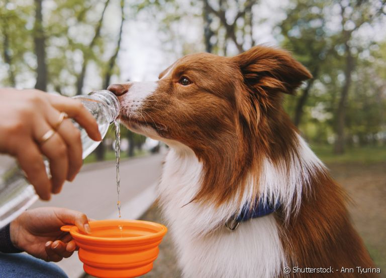 Levar água gelada empre que for passear é uma forma de como fazer cachorro beber água.