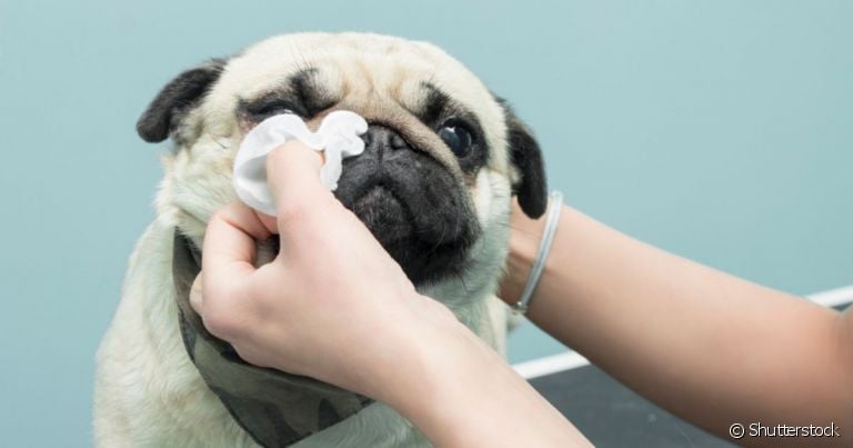  Olho de cachorro braquicefálico tem uma particularidade: é arregalado e precisa de mais cuidados 