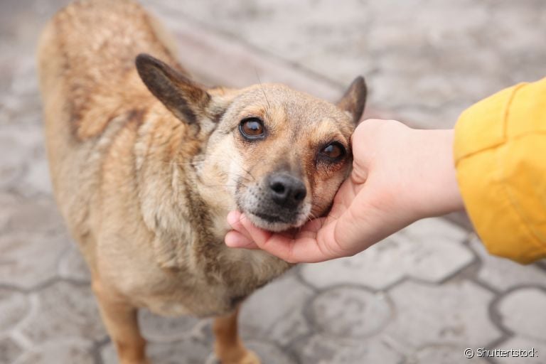  Veja como se aproximar de um cachorro desconhecido de forma segura 