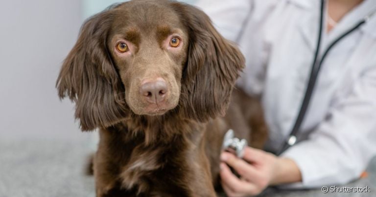 Cuidados com o coração: cachorro precisa passar por check-ups anuais