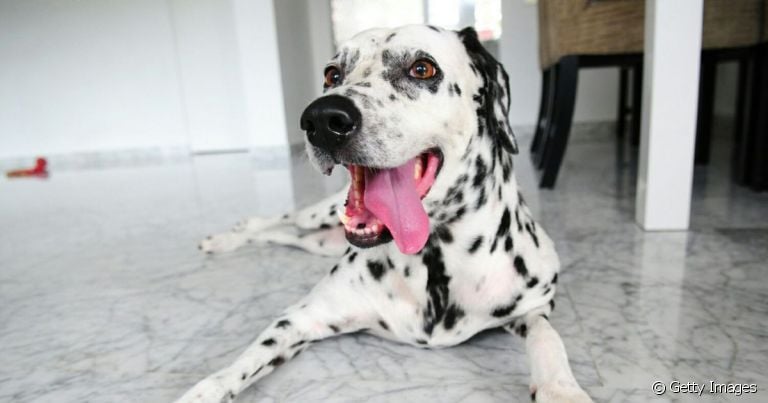  O Dálmata é uma raça super curiosa que adora brincar 