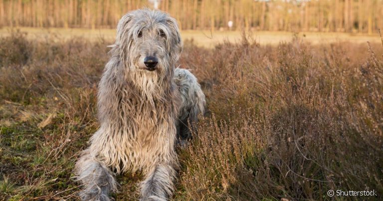 O Deerhound é um cachorro escocês de porte grande e com pelos ásperos