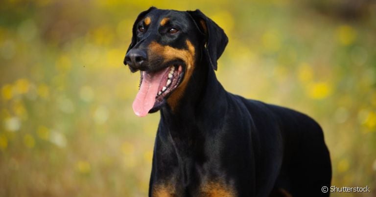 O temperamento do Doberman vai além do forte instinto protetor
