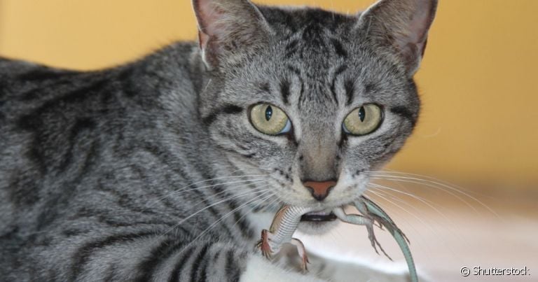 A doença da lagartixa em gatos precisa de atenção dos gateiros