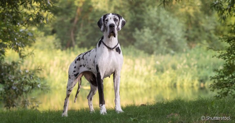 O Dogue Alemão é um cachorro manso, simpático e até um pouco desajeitado por causa do seu tamanho