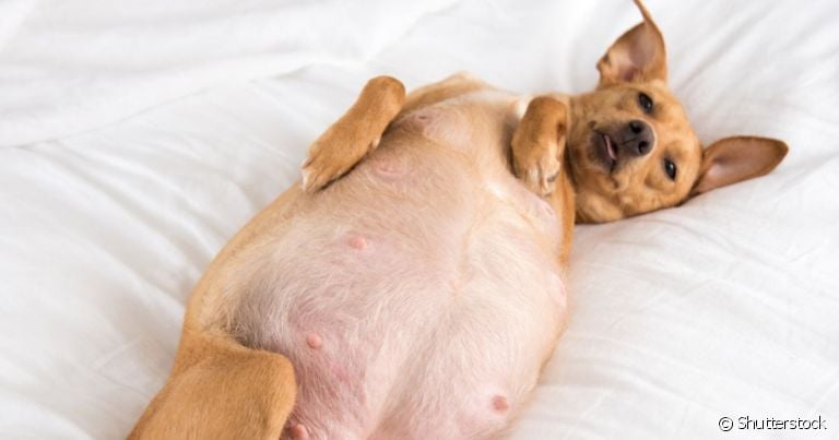  O teste de gravidez para cachorro é rápido e ajuda cadela em caso de gravidez psicológica