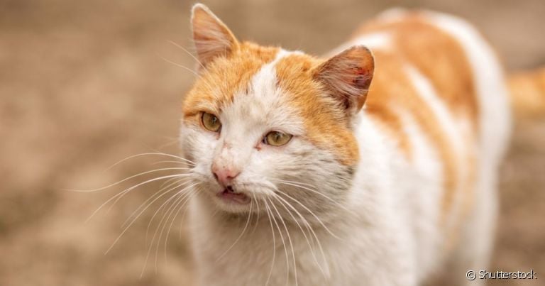 As feridas na cabeça do gato podem ter diferentes causas, desde alergias até doenças mais graves