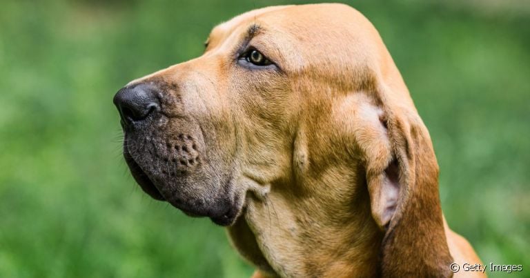  Cachorro Fila Brasileiro é uma raça tupiniquim que surgiu durante a colonização 