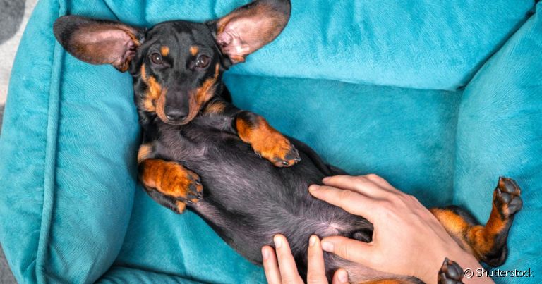  O pênis de cachorro também pode apresentar fimose ou parafimose 