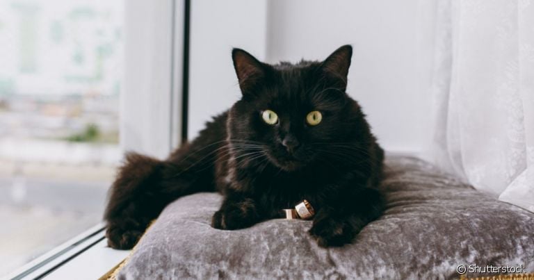 A FIV felina é uma doença viral grave que precisa de atenção