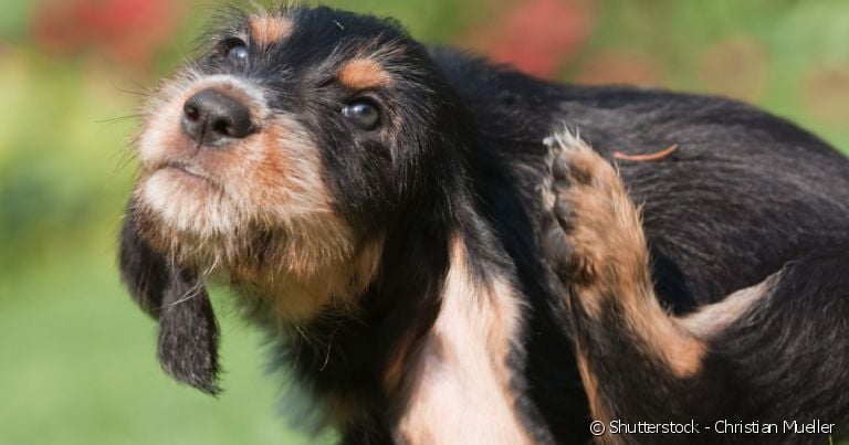 Fungos na pele do cachorro provocam coceira intensa, que podem se tornar feridas.