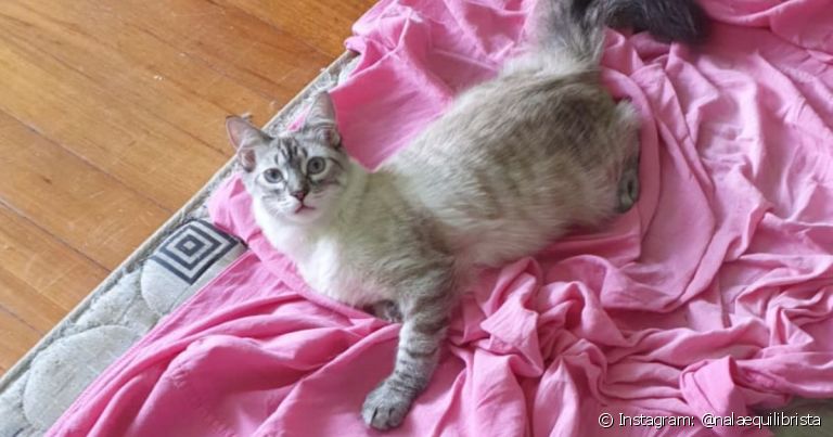 A hipoplasia cerebelar em gatos é uma condição rara, mas a gatinha Nala foi diagnosticada com ela