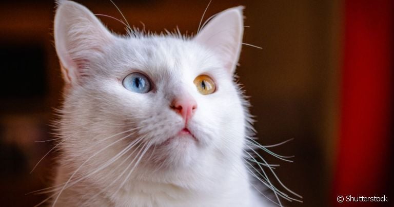 Gato branco é delicado, elegante e muito carinhoso! Saiba mais sobre essa cor de gato!